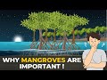 Why Mangroves are Important | Mangroves | The Planet Voice
