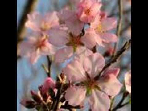 download lagu mp3 mp4 Almond Letting, download lagu Almond Letting gratis, unduh video klip Almond Letting