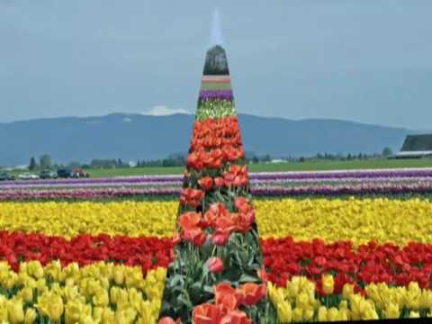 Tulip Fields, Washington State
