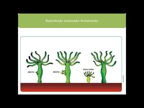 Reino Animal: os Cnidários ou Celenterados