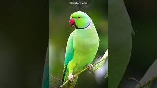 Download lagu Nada Dering Burung Beo 🦜🦜 mp3