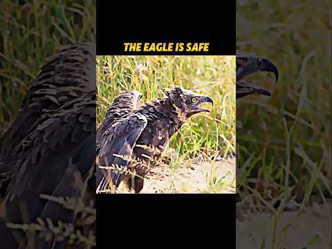 lion saves eagle #trending #animals #wildlife #youtubeshorts #lion #eagle
