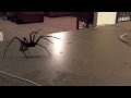 Spider Jump Scare Vizulen
