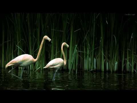 Nova Mejías Recopilación (2/3)