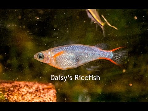 Daisy's Ricefish! Really cool breeding behavior!