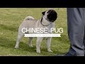 PUGS FIVE THINGS YOU SHOULD KNOW