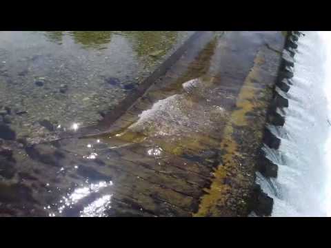 Die Alz (Wald an der Alz): Wasserfall (ACHTUNG, LAUT/WARNING, LOUD!)