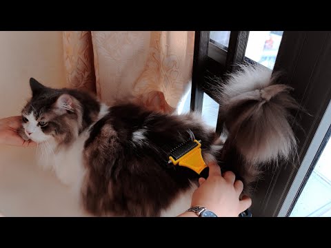 LIUCOLI Cat Dog Grooming Brush  Eliminates Tangles Knots for Long/Short Hair Green