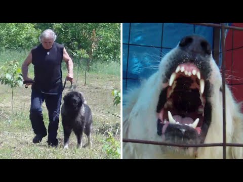 How Will the Central Asian Shepherd React to a Sarplaninac Entering His Yard?