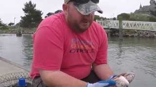 How to: Crabbing in Humboldt Bay