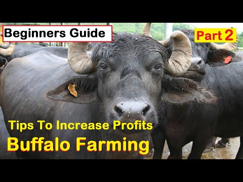 , title : 'How to Start Dairy Farm | Buffalo Farming Business | Tips For High Profits For Beginners | Part 1 |'