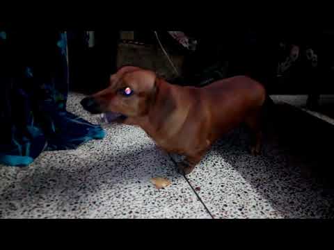 ANGRY DOG #dachshund
