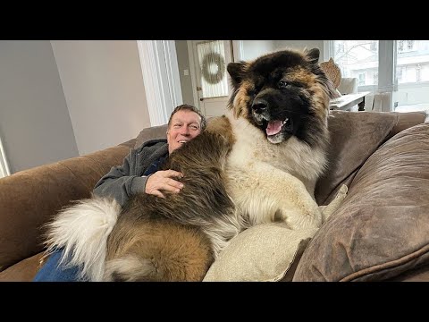 Pas besoin d'un chien d'appartement quand on a un grand chien