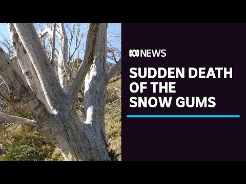 Snow gums being 'eaten alive' in the alps | ABC News