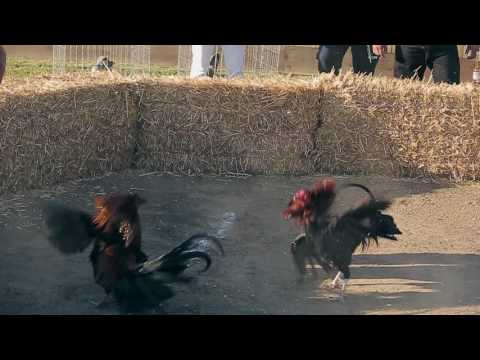 Joaquin Fernandez - El De Los Gallos Negros (Video Oficial) (2017) "EXCLUSIVO"