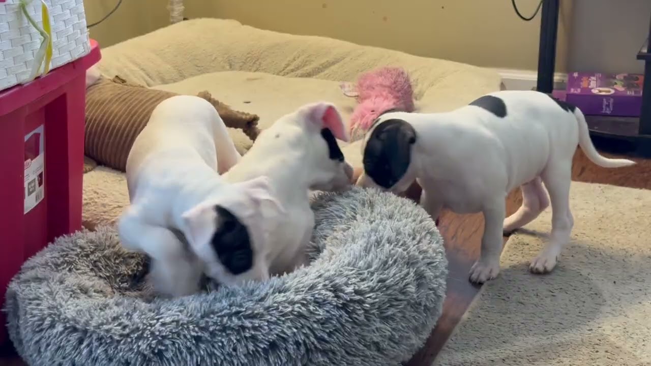 Little Spot, a ADOPTABLE mixed breed in Aurora, IL video 5/5