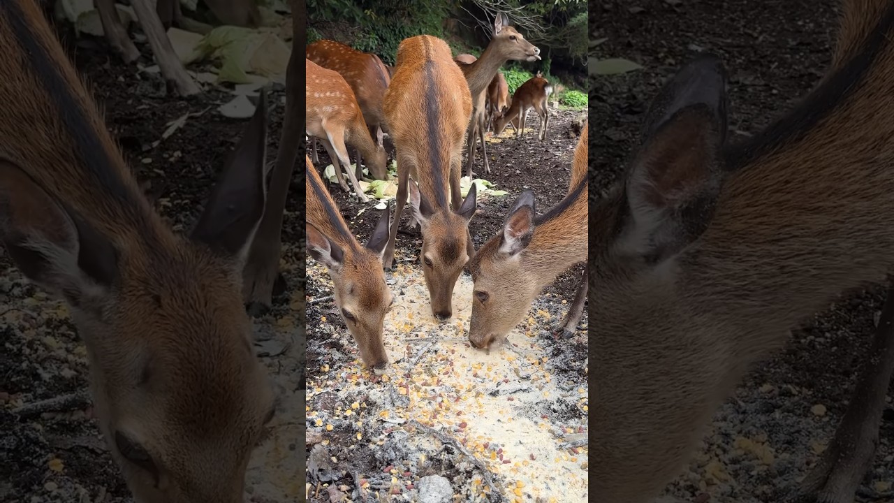 宮島の鹿さんにごはんをお届けした様子
