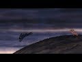 Bright Eyes Scene From Watership Down 1978 W English CC