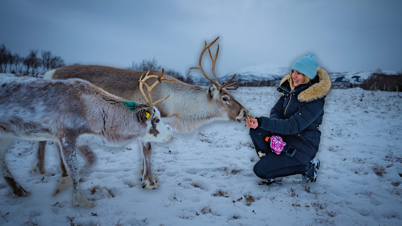 Join a traveler as she visits Reindeer farm to experience Sami culture.