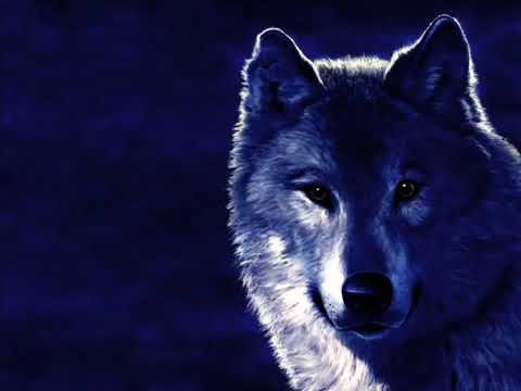 Blatnoj Udar Odinokij volk 360p