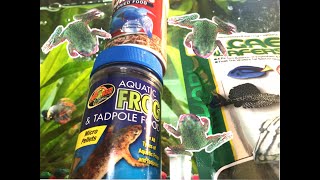 What Do African Dwarf Frogs Eat? || African Dwarf Frogs || Auggie