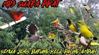 Download lagu suara pikat semua jenis burung kecil paling ampuh durasi panjang mp3