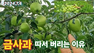 사과농사 농부가 아까운 금사과 따서 버리는 이유