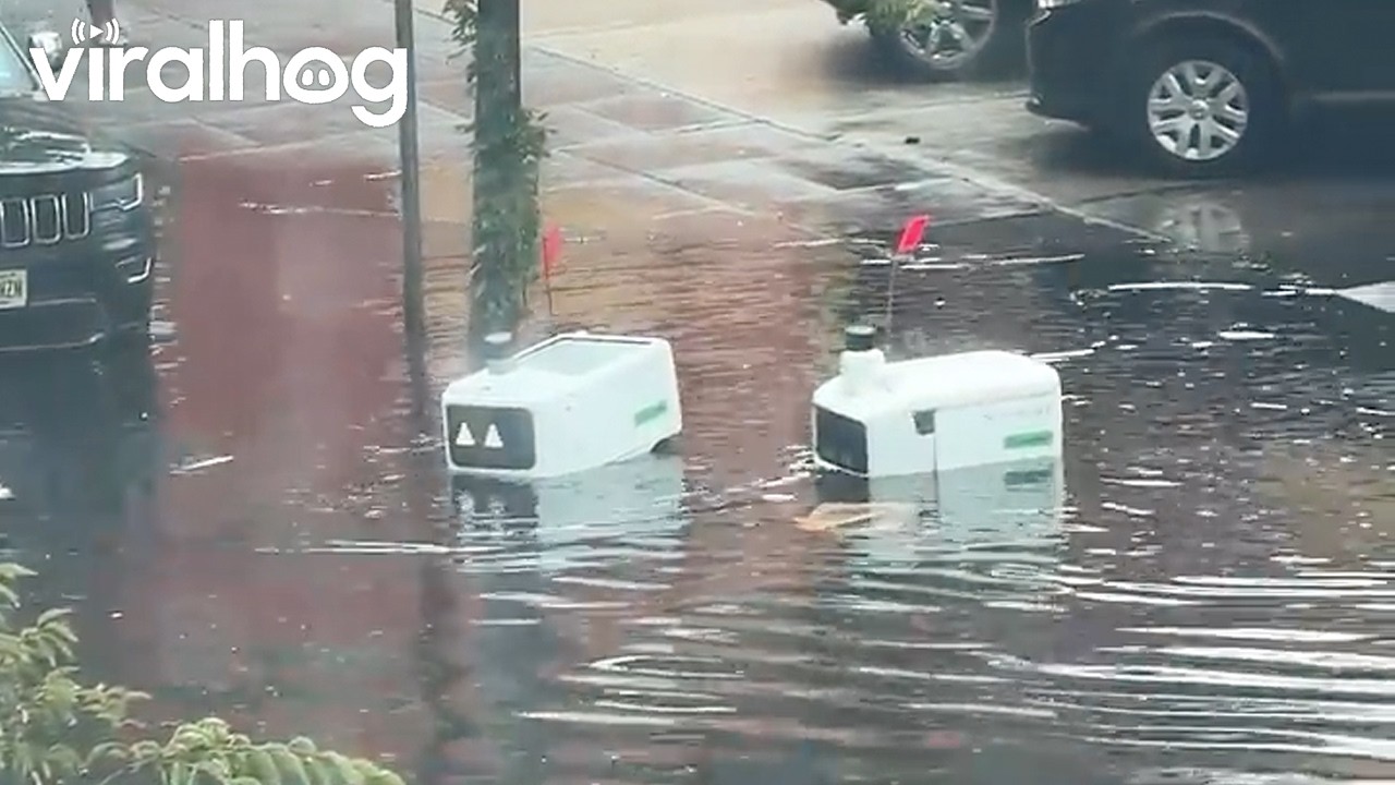 Delivery Robots Second Guessing Their Career Choice || ViralHog