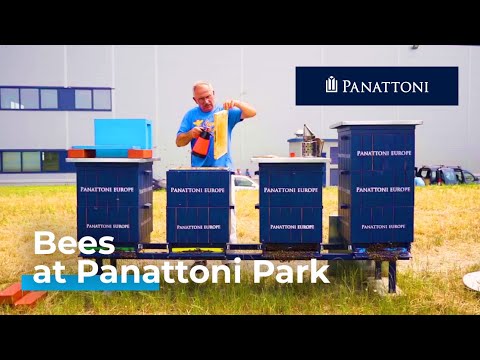 Another new client at Panattoni Park Gliwice II – bees! 🐝