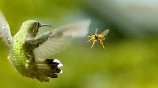 Download lagu Kolibri vs Tawon - Super Slomo 2873 fps! mp3 Download lagu Kolibri vs Tawon - Super Slomo 2873 fps! mp3