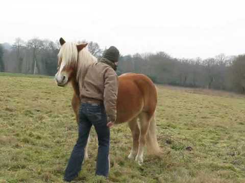 comment monter sur un cheval