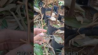 Download lagu Cara Okulasi Bibit Durian #bibitdurian #okulasidurian #durianmusangking mp3