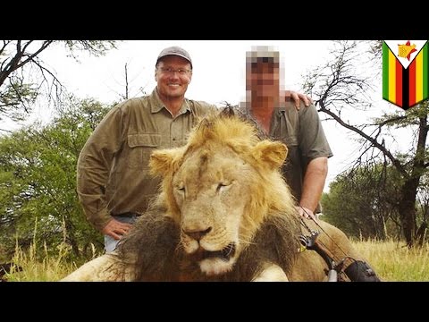 Американский дантист, убивший льва Сесил