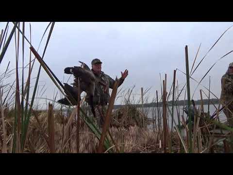 Goose from Eagle Lake on 10-14-2017