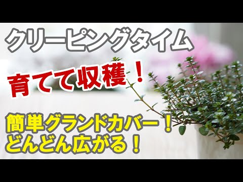 タイムセルポレット、Thymus serpyllum