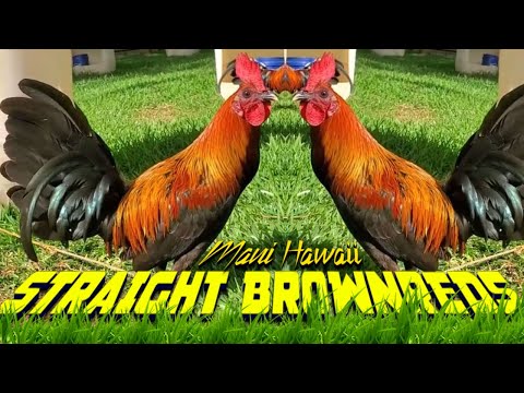 🇺🇸 Nice Birds ☑️ PURE BROWNRED ROUNDHEAD KELSO DINK SWEATER | JORGE FARM HAWAII