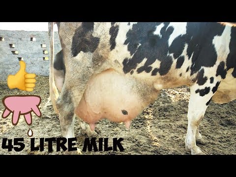download lagu mp3 mp4 Montbeliarde Milk Production Per Day, download lagu Montbeliarde Milk Production Per Day gratis, unduh video klip Montbeliarde Milk Production Per Day