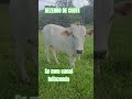 Bezerro De Corte ‍ ️ Fazenda