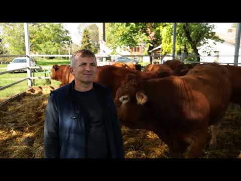 Srpski domaćin ep. 140 13.10.2022. Verušić, Miroslav Kiš, tovno govedarstvo, limuzin, Subotica