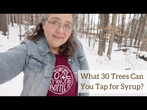 What trees can you tap for syrup?