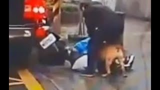 Re: [問卦] 飼主：比特犬咬人前 騎士有挑釁動作