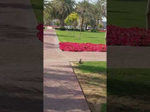 #flower#beautiful #dubai #spring #