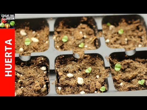 17 razones por las que no germinan tus semillas