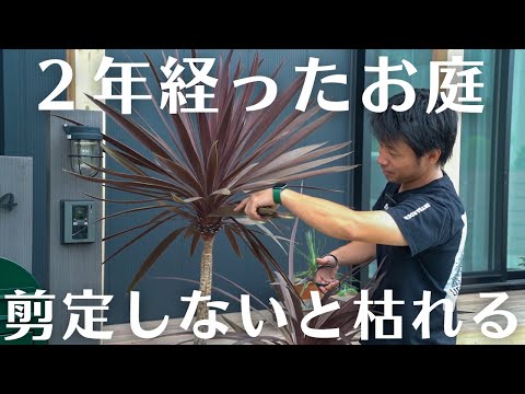 成長が早く、葉を落として視界から隠れない木  庭園