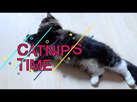 Watch tabby cat roll around on floor after sniffing catnip