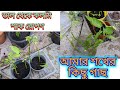 কলমি শাক ডাল থেকে চাষ করবেন কিভাবে Indoor Pl
