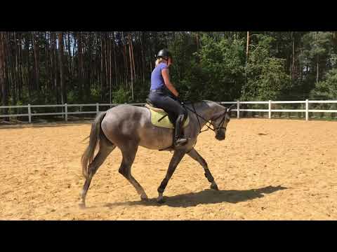 Coupie de Blue 5-yo Coupie x Chacco Blue