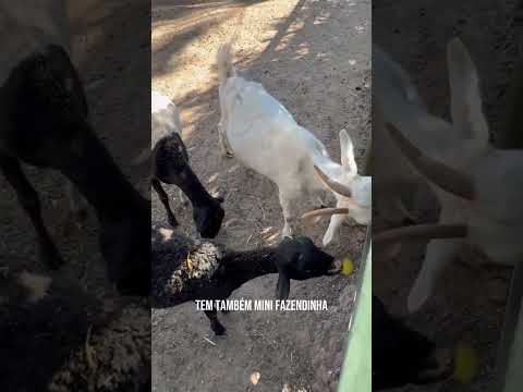 ENCONTREI HOTEL FAZENDA PERTINHO DE SOROCABA #shorts #dicasviagem #destinosimperdíveis