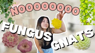 FUNGUS GNATS & Carnivorous Plants that EAT THEM | Houseplant Care Routine + Tips | Plant Chores