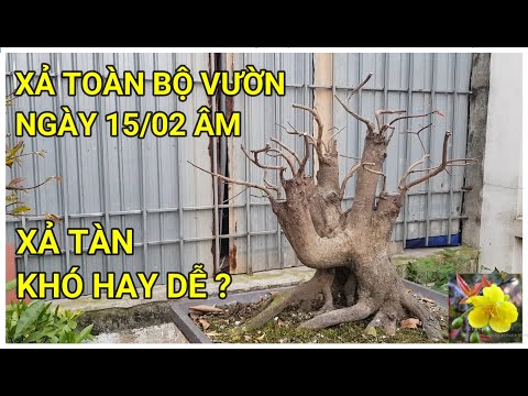 🔴 QBS22144 - XẢ TÀN TOÀN BỘ VƯỜN NGÀY 15/2/2022 ÂM LỊCH || THỜI ĐIỂM XẢ TÀN MAI VÀNG MIỀN BẮC